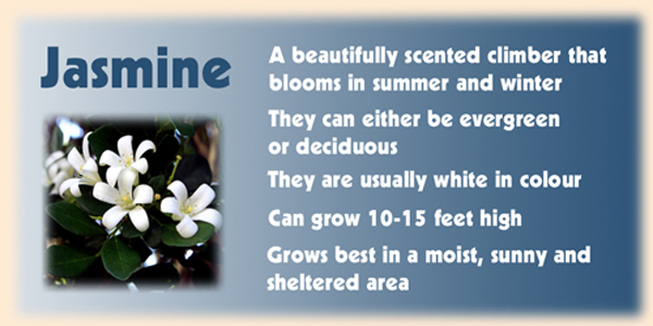 the image is a picture of a jasmine plant