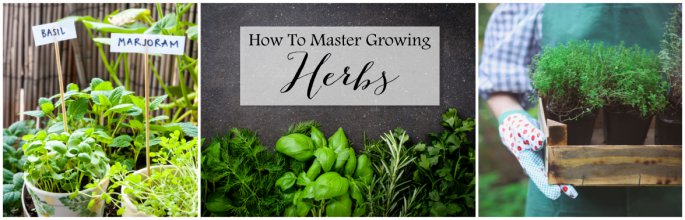 How To Master Growing Herbs