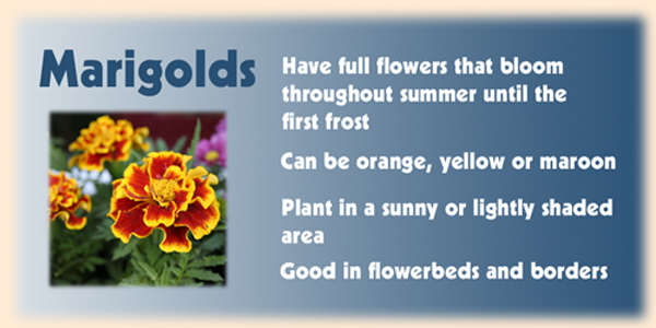 the image is a picture of a marigold plant