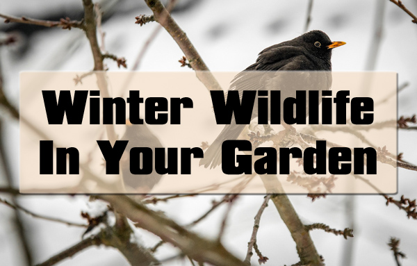 Winter Wildlife In Your Garden