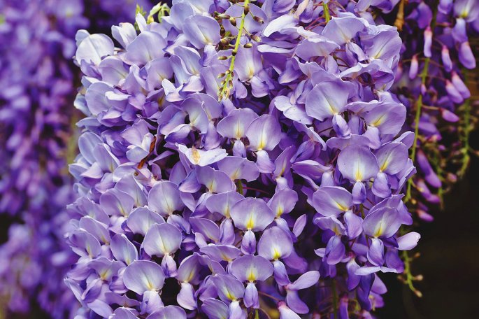 Wisteria