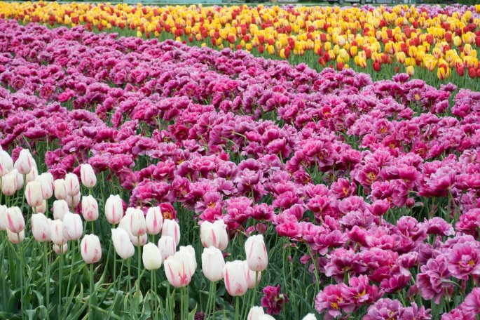 Pink, Yellow & Red Flowers In A Field