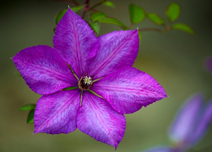 Clematis