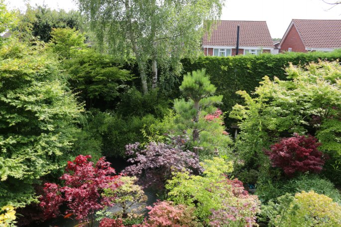 Japanese Garden Plants