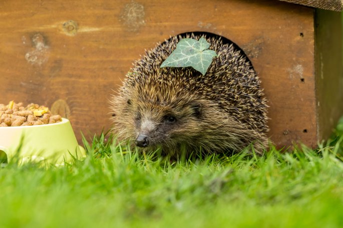 Hedgehog In His House