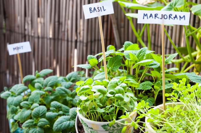 Herb Garden