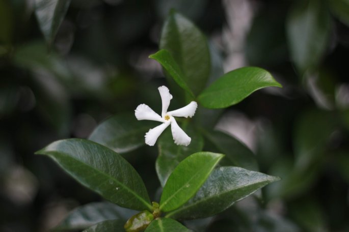 Jasmine