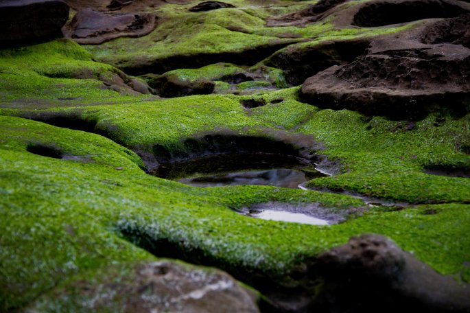 Mossy Rocks