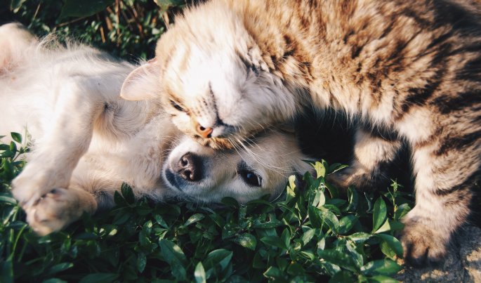 A Cat & Dog Snuggling