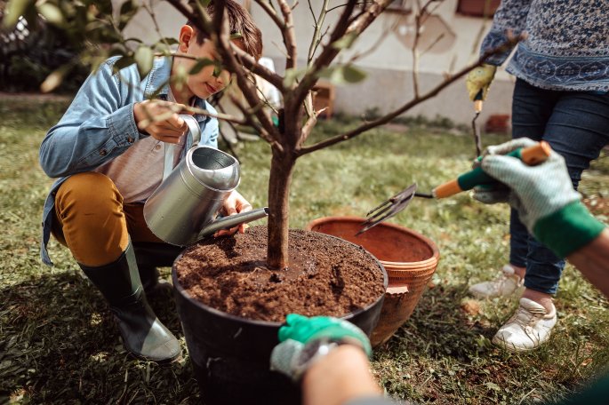 Planting A Tree