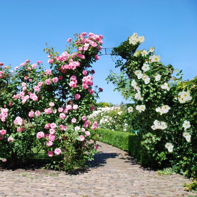 Pink Roses and White Flowers Over a Garden Arch