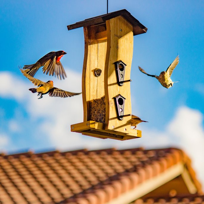 A Bird House With Birds