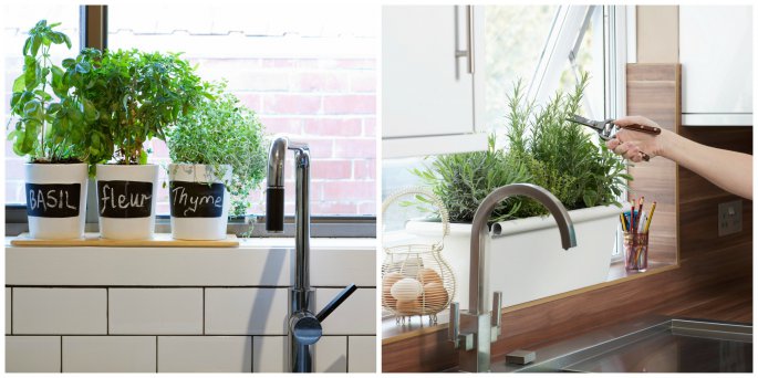 Growing Herbs In The Kitchen