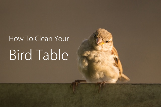 How To Clean Your Bird Table