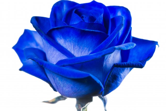 Blue Rose