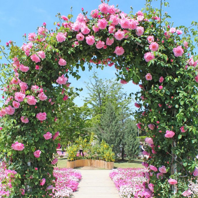 Rose Arch Over a Pathway
