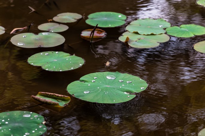 Pond with Lily Pads