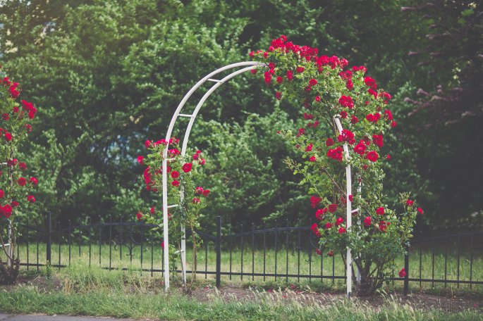 Garden Arch With Roses