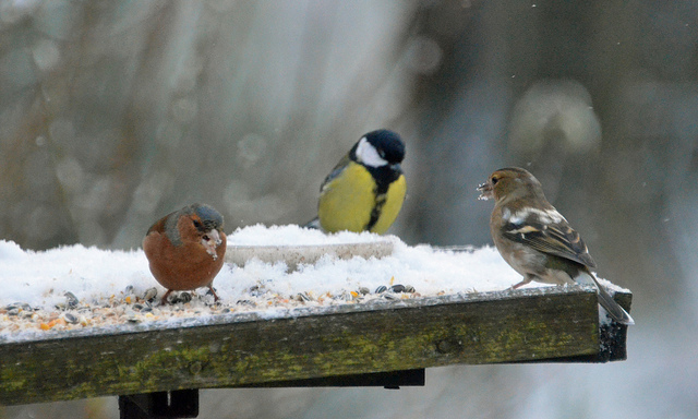 Birds Sat On A Bird Table