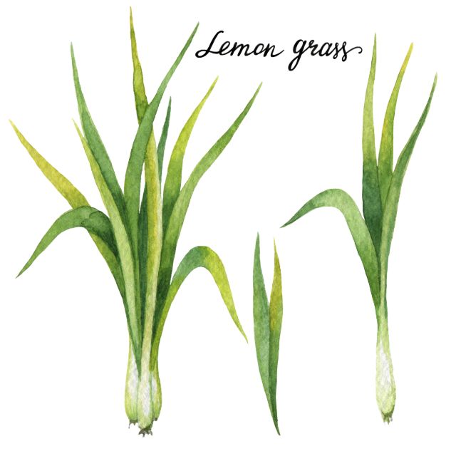 Lemongrass