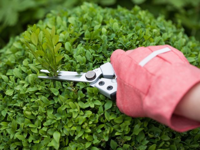 someone pruning a bush