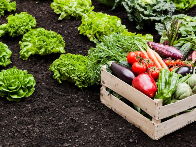 A vegetable patch with a box of vegetables