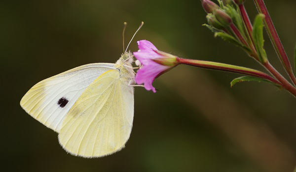 Butterfly On A Flower