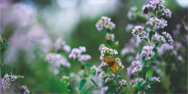 Butterfly On A Flower