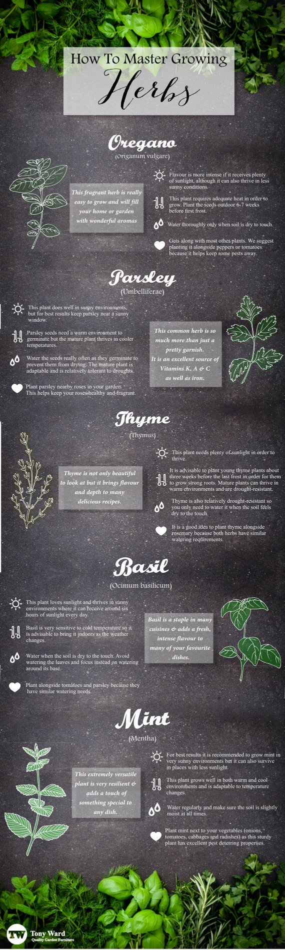 Herbs Infographic