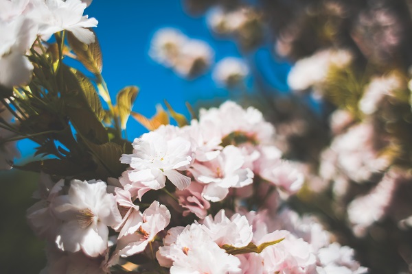 Pastel Pink Flowers