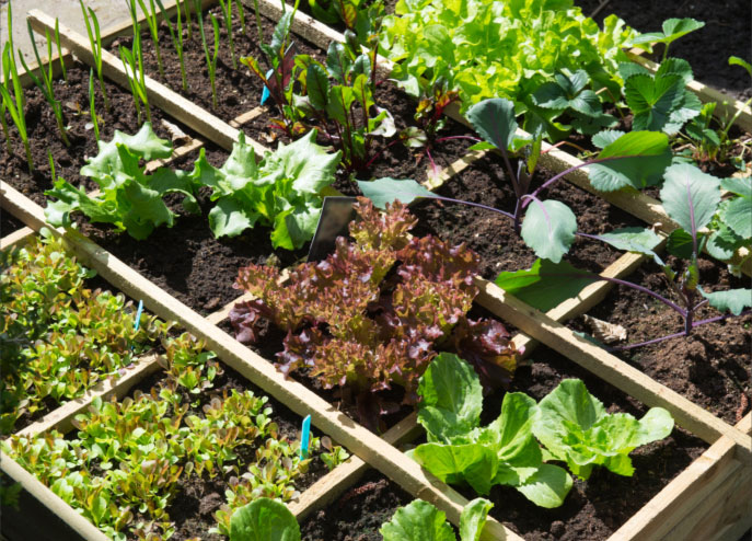 Vegetable Patch